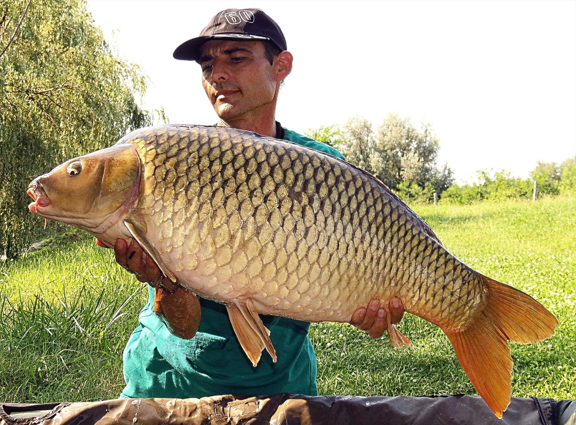 Palici - img5918---1291-kg.jpg